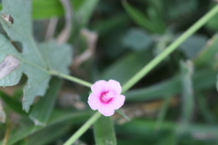 Urena lobata subsp. sinuata